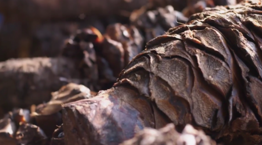 Cooked agave plant